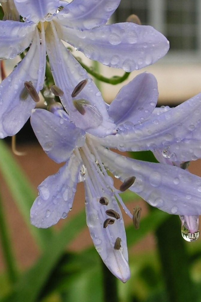 Нежные цветы агапантус в свежих каплях росы