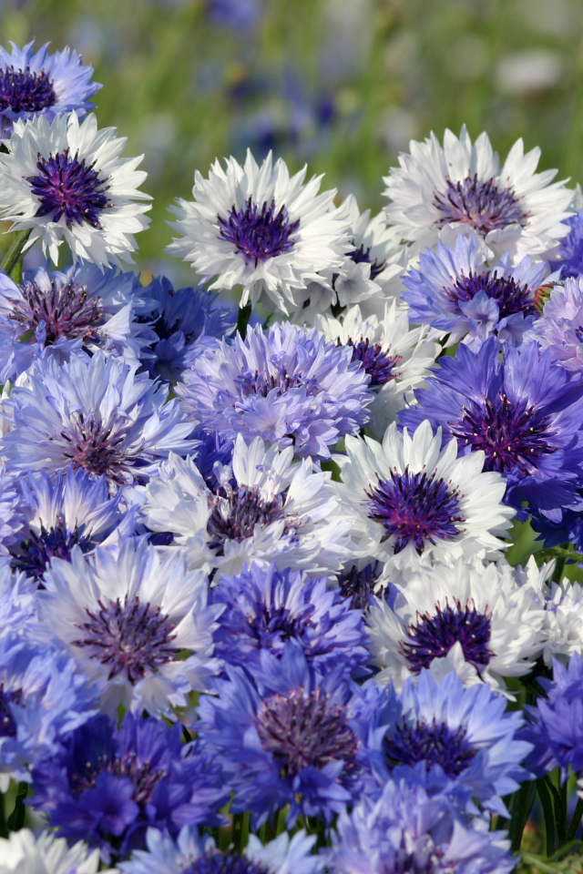 Нежные голубые полевые васильки крупным планом