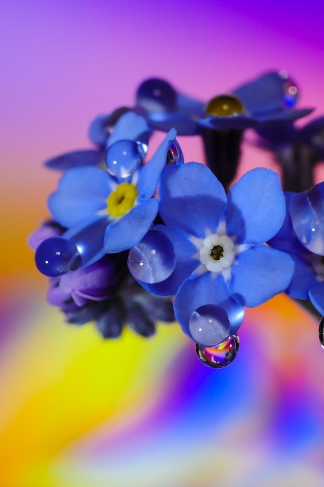 Нежный голубой цветок незабудка в каплях росы 