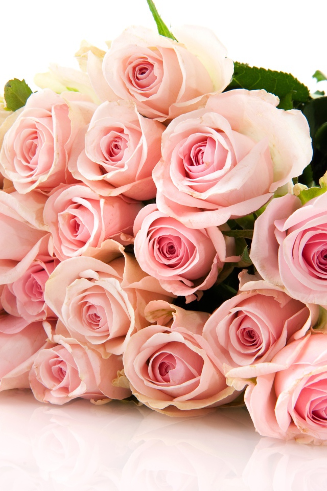 Нежный букет красивых розовых роз на белом фоне