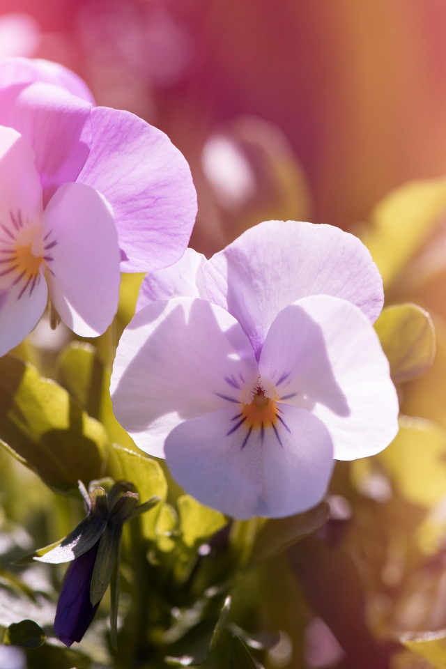 Нежные цветы Анютины глазки в лучах солнца