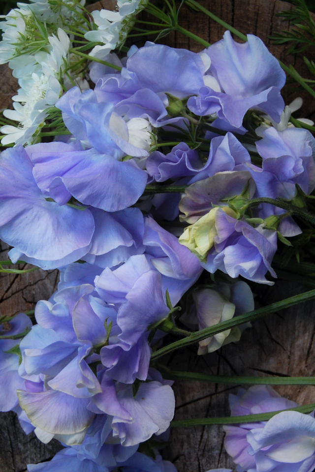 Нежные цветы душистый горошек на пне 