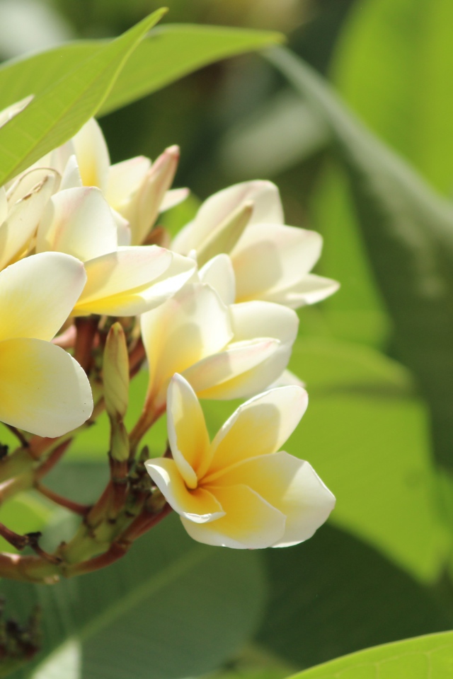 Нежные цветы тропического дерева плюмерия 