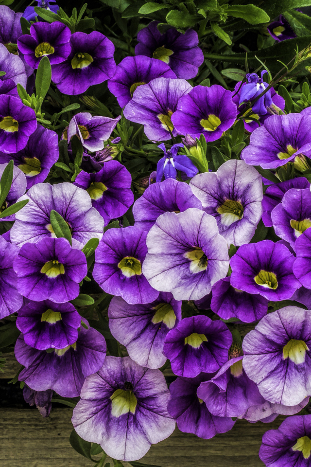 Нежные сиреневые садовые цветы петуния