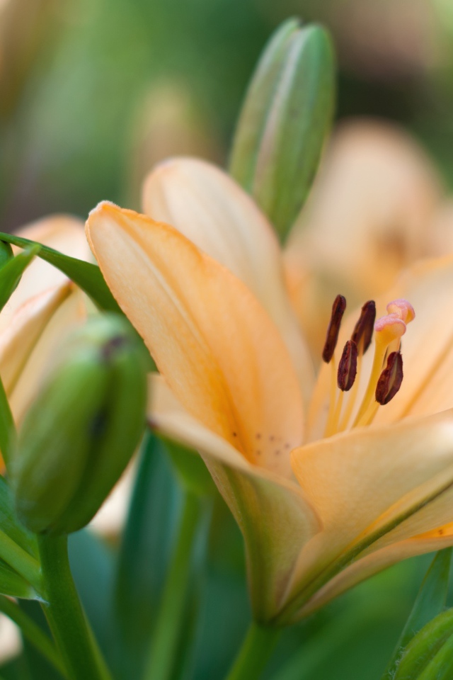 Нежные лилии с бутонами крупным планом