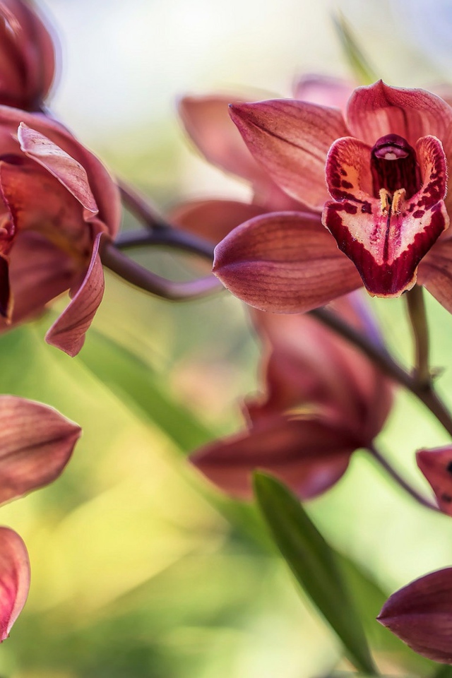 Нежные цветы орхидеи 