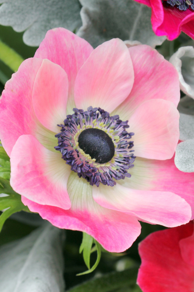 Нежная розовая анемона крупным планом