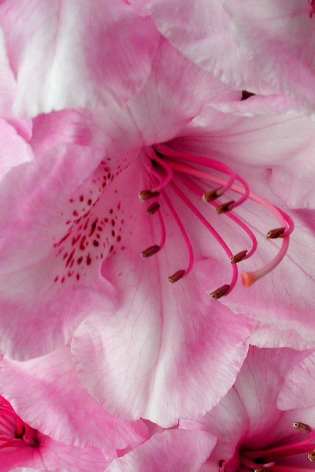 Нежные розовые цветущие цветы 