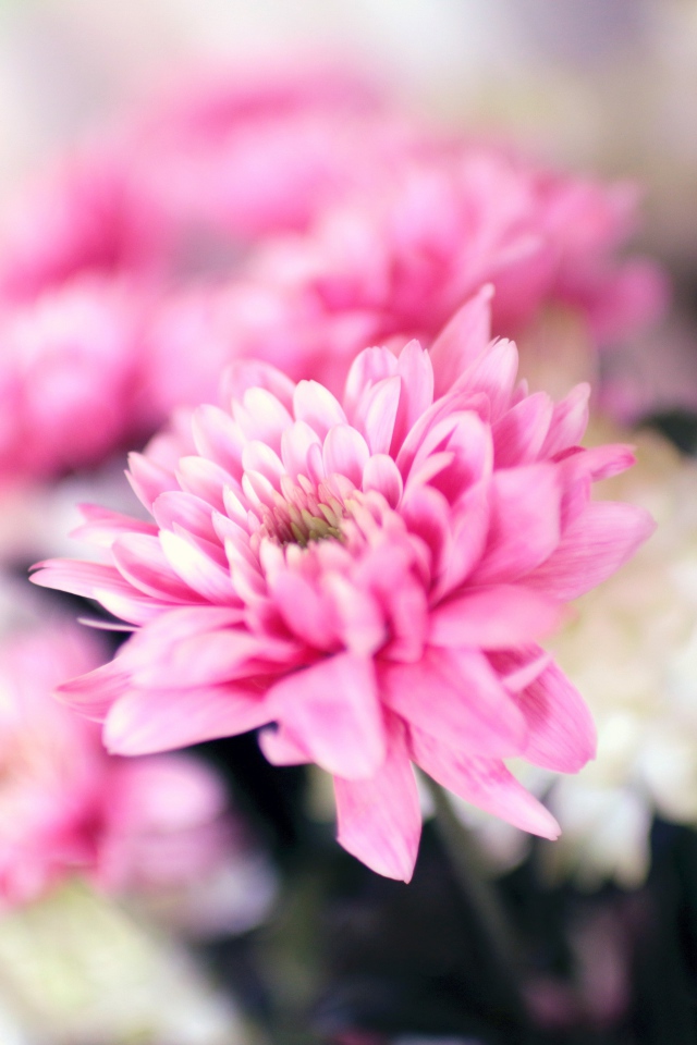 Нежный розовый цветок хризантемы крупным планом