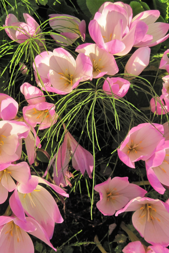 Нежные розовые крокусы крупным планом