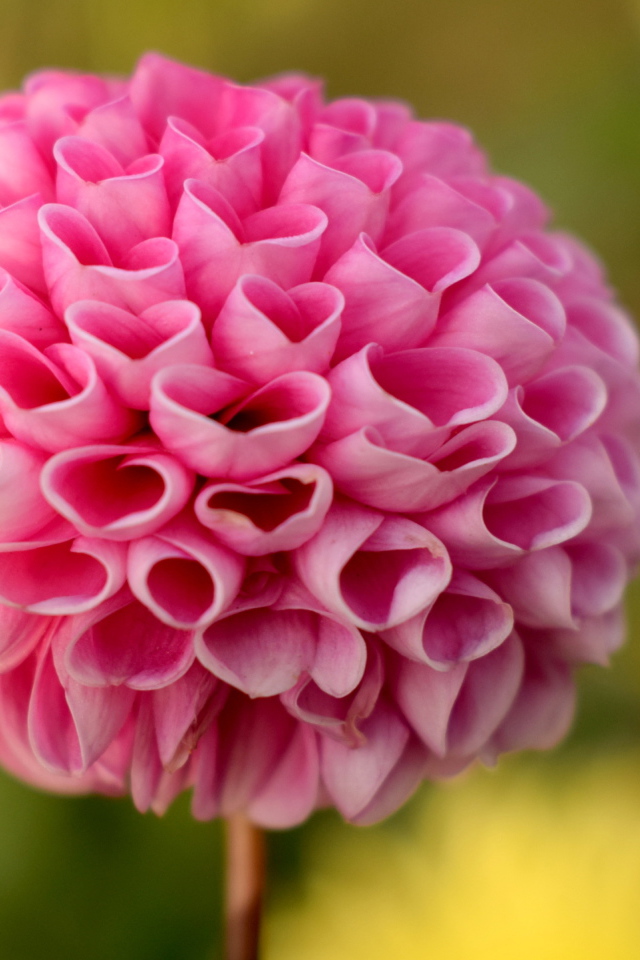 Нежная розовая георгина крупным планом 