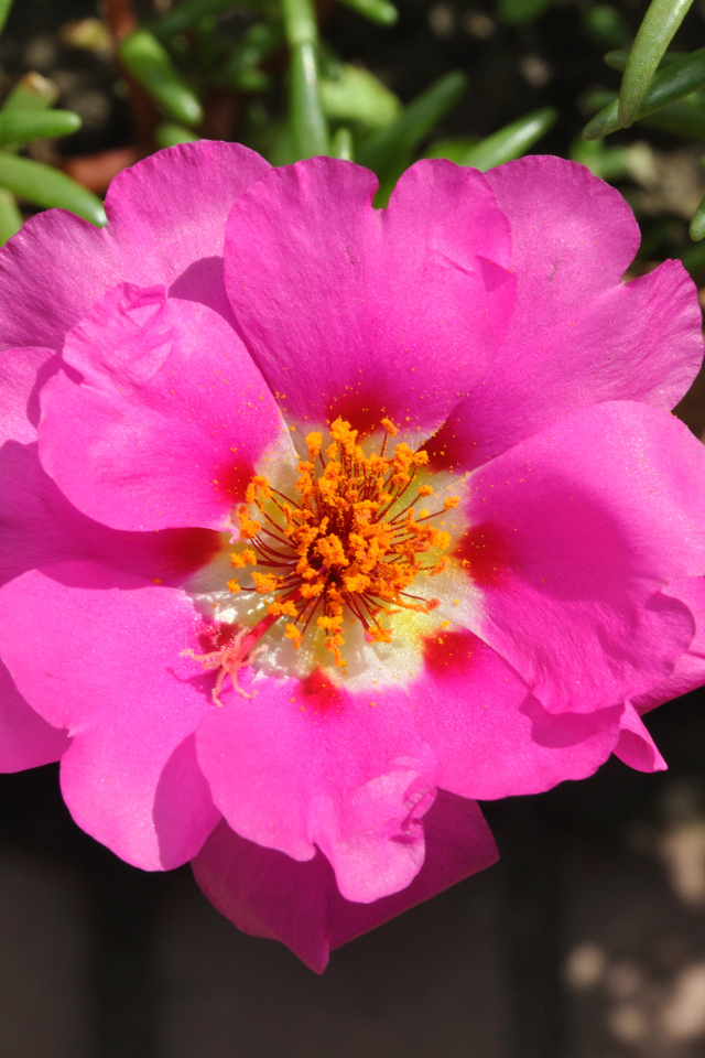 Нежный розовый цветок портулак вблизи