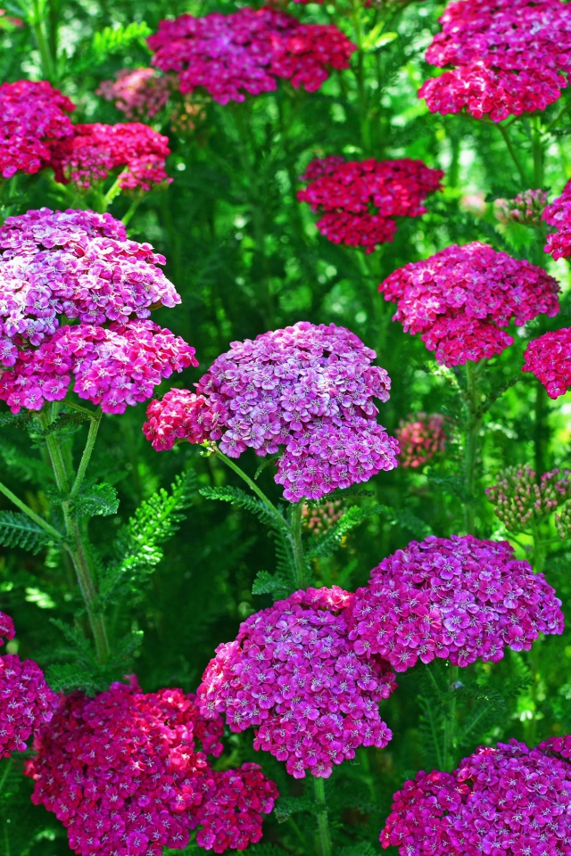 Нежные розовые цветы вербена