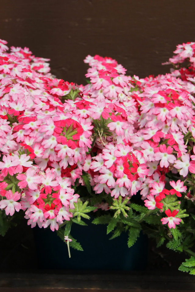 Нежные розовые цветы вербена крупным планом