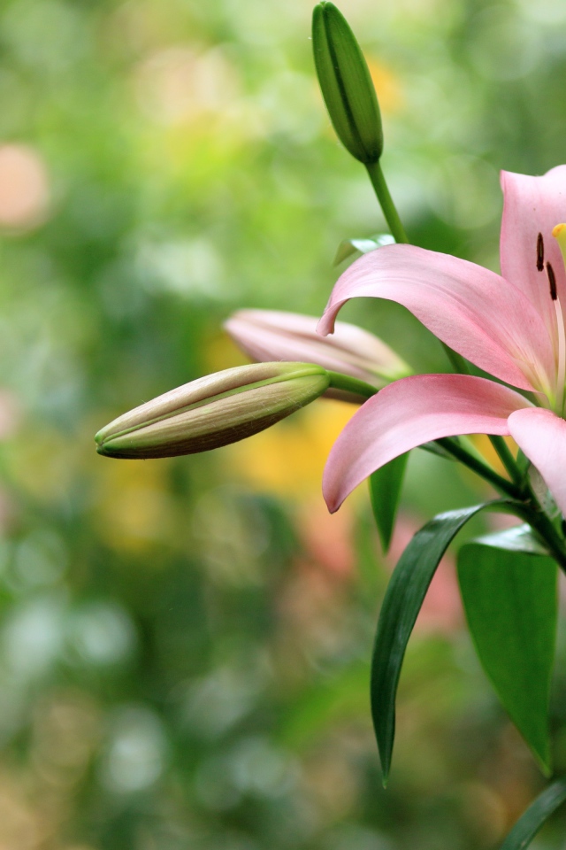 Нежная розовая лилия с бутонами