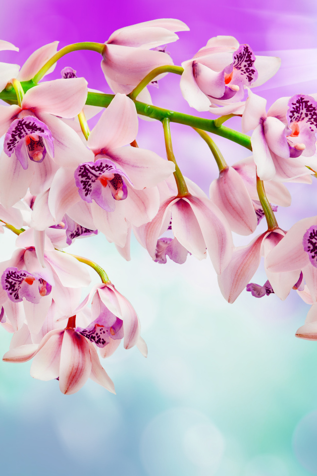Нежные розовые орхидеи 