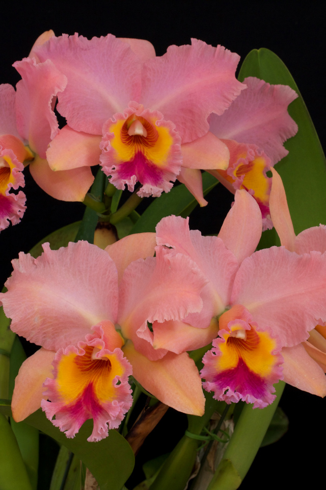 Нежные розовые орхидеи крупным планом на черном фоне