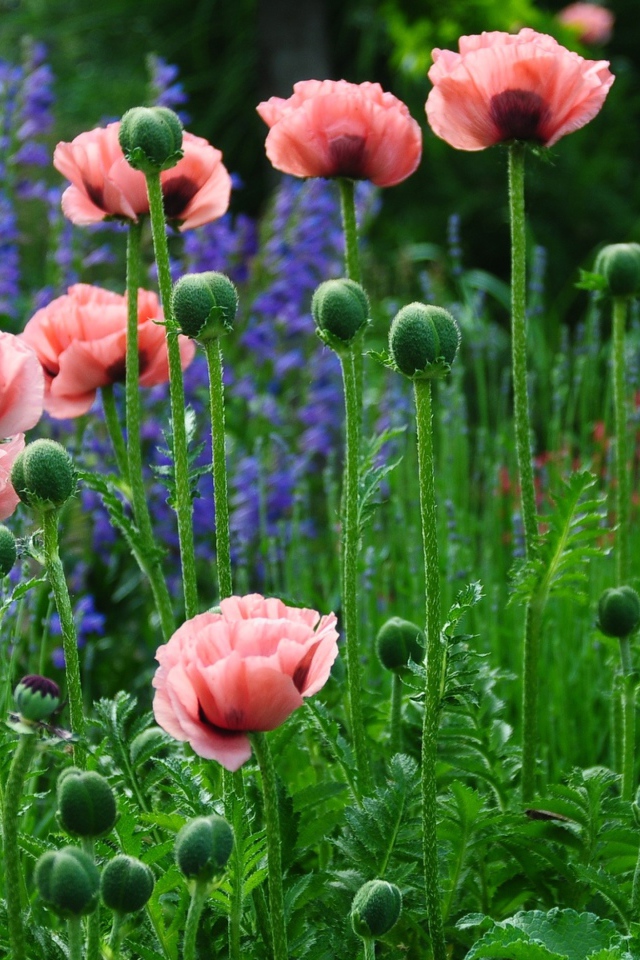 Нежные розовые маки в поле 