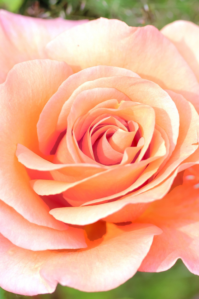 Нежная розовая роза крупным планом 