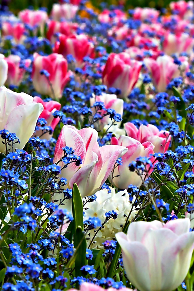 Нежные розовые тюльпаны среди голубых цветов 