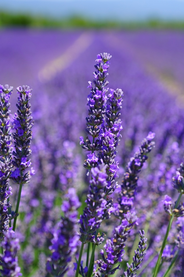 Нежные фиолетовые цветы лаванды в поле