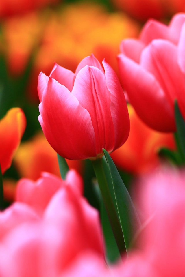 Нежные весенние цветы тюльпаны 