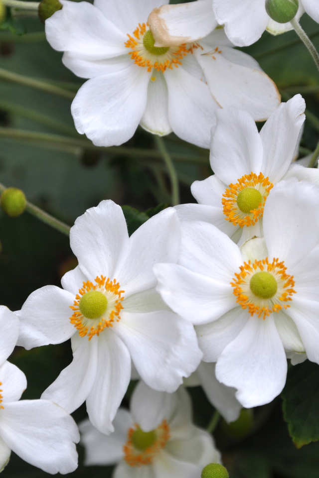 Нежные белые цветы анемоны вблизи