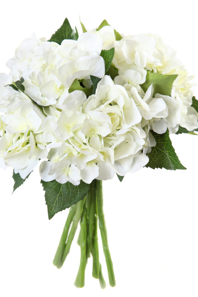 Нежный белый букет гортензий на белом фоне