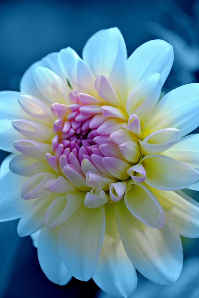 Нежная белая георгина с сиреневой серединкой крупным  планом