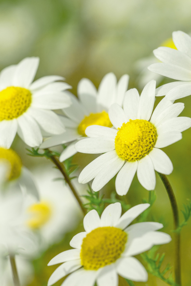 Нежные белые ромашки с желтой серединкой 