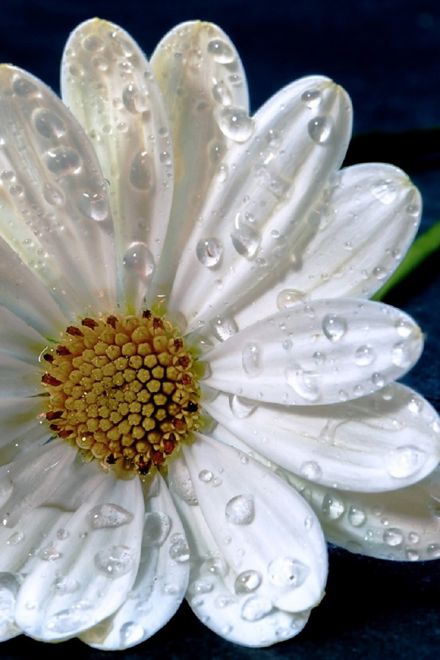 Нежная белая ромашка в капельках росы на синем фоне