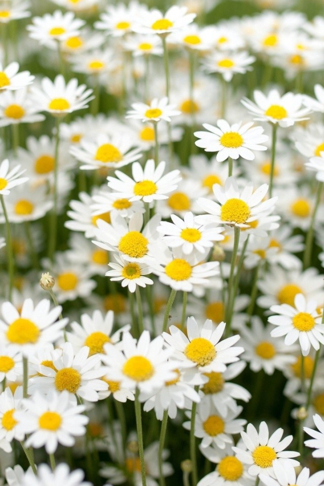 Нежные белые полевые ромашки 