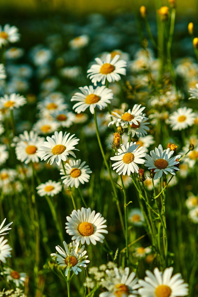 Нежные белые полевые ромашки в лучах солнца