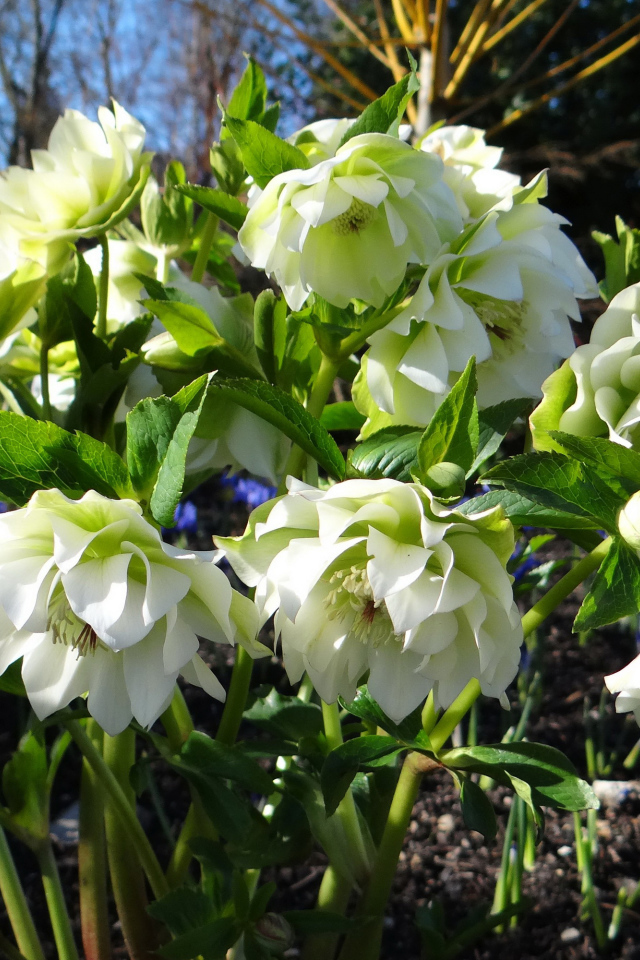 Нежный белый цветок морозник крупным планом