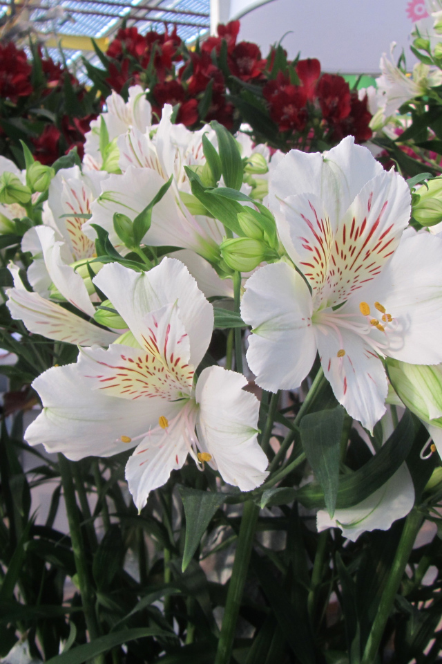 Нежные белые цветы Альстромерия  