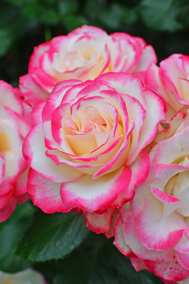 Нежные белые садовые розы с розовыми краями