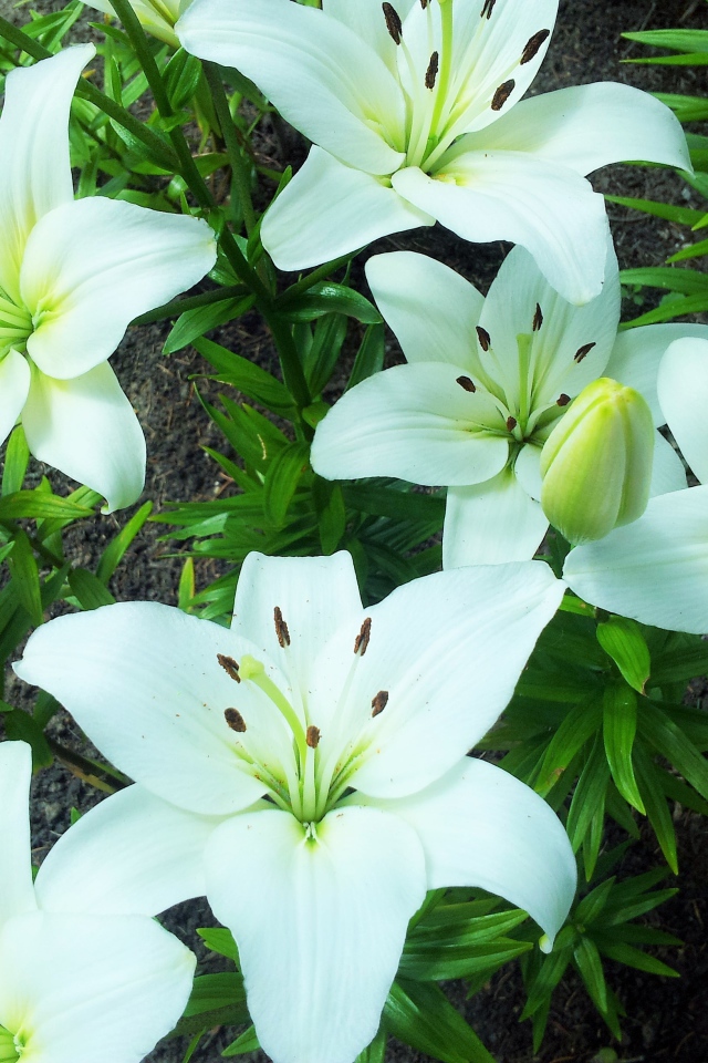 Нежные белые лилии на клумбе крупным планом