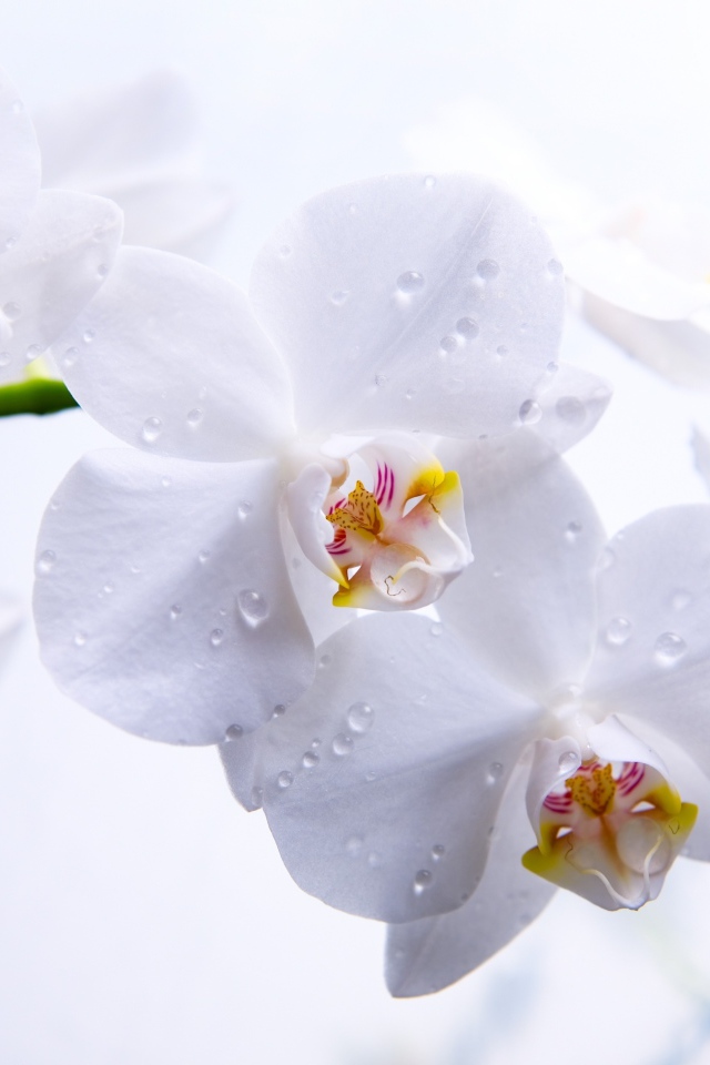 Нежная белая орхидея в капельках воды крупным планом