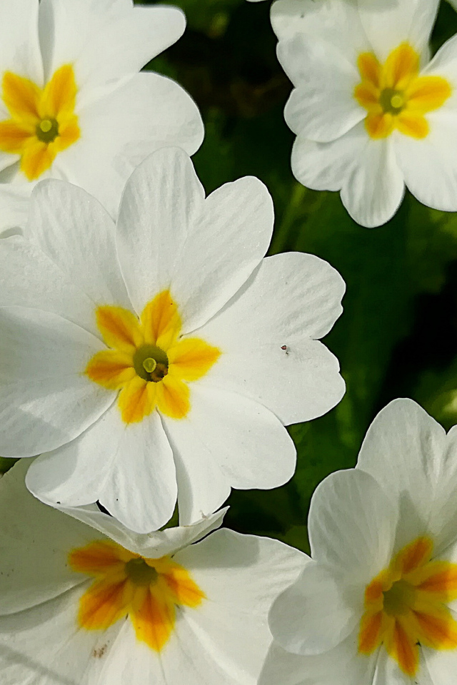 Нежные белые цветы примула 