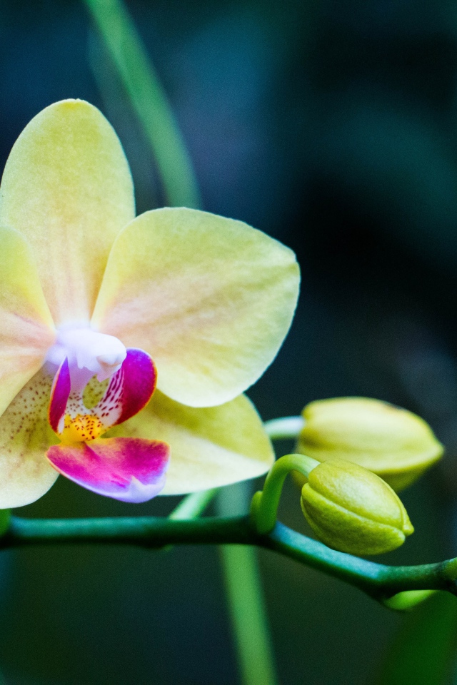 Нежная желтая цветущая орхидея 