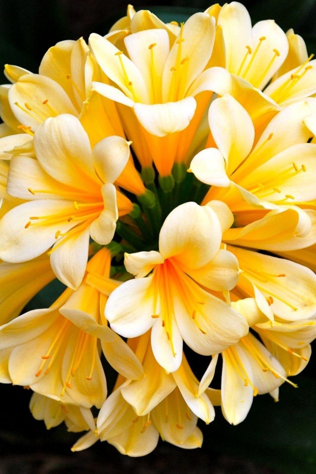 Нежный желтый комнатный цветок  кливия с большими зелеными листьями