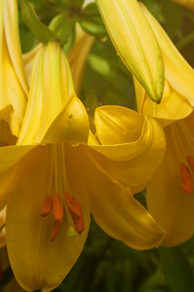 Нежные желтые лилии крупным планом