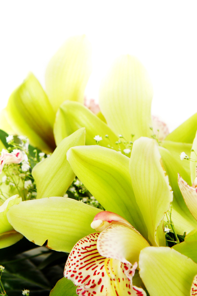 Экзотические цветы орхидеи крупным планом на белом фоне