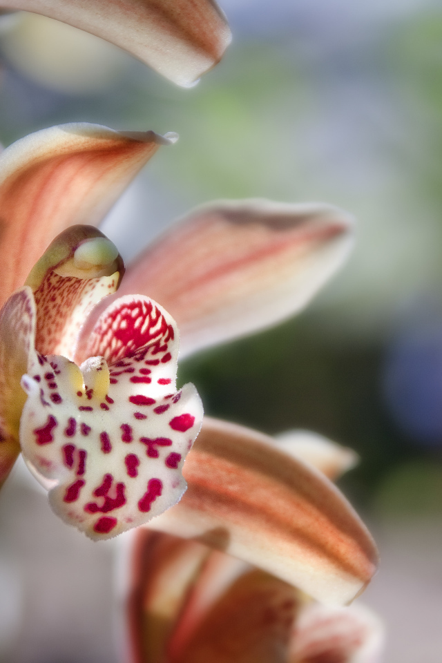 Экзотическая розовая орхидея крупным планом