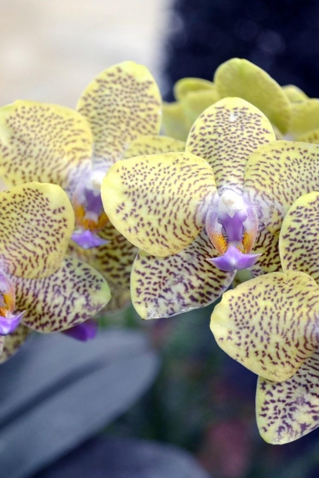 Экзотическая пятнистая ветка орхидеи