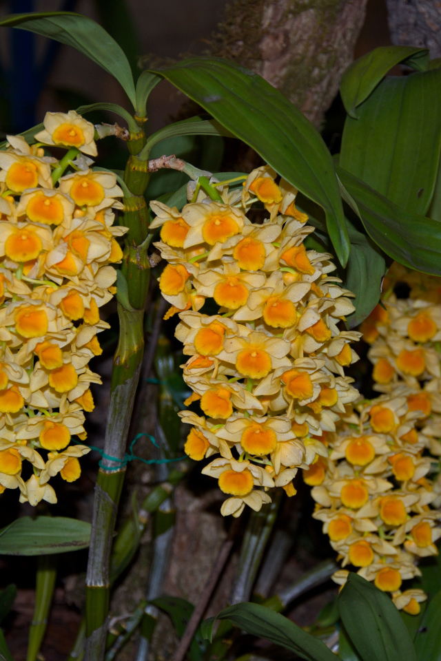 Экзотические желтые цветы орхидеи