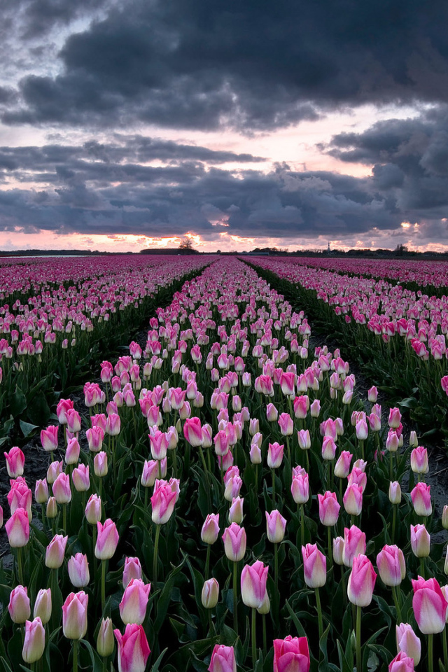 Поле красивых розовых тюльпанов 
