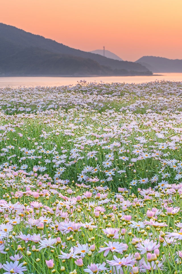 Поле ромашек на фоне гор 