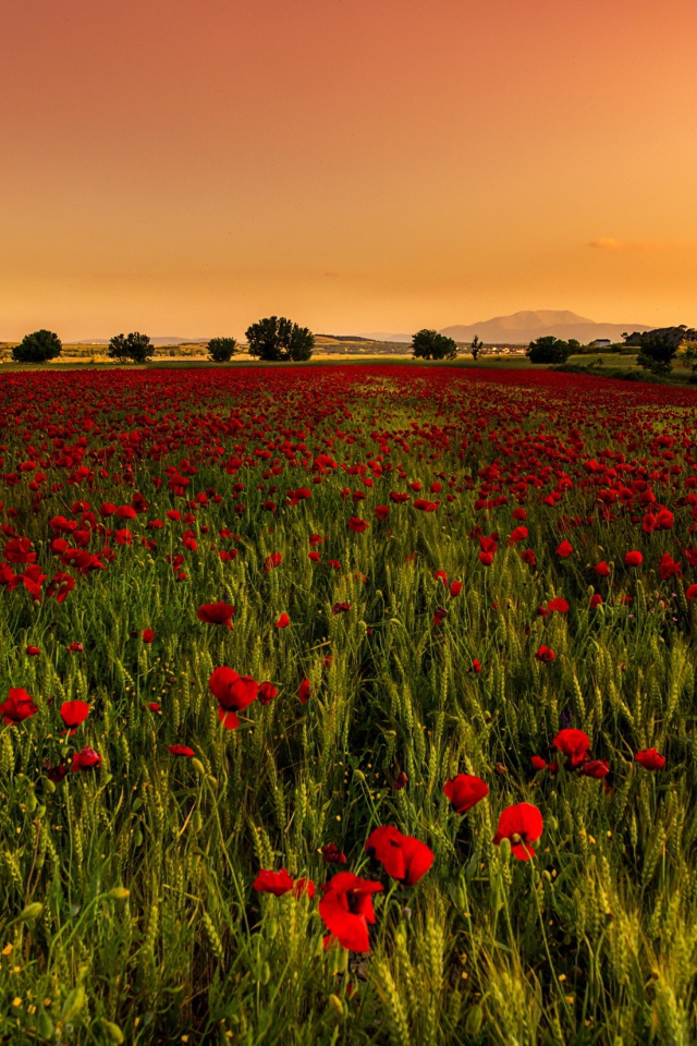 Поле красных маков с зеленой пшеницей 