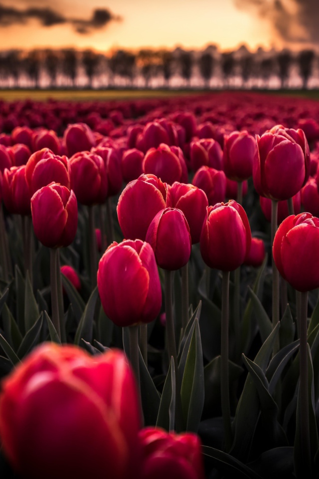 Поле красных цветов тюльпанов на рассвете 